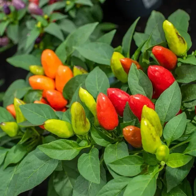 thumbnail for publication: Capsicum annuum: Ornamental Pepper